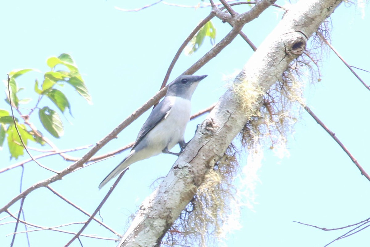 Comoro Cuckooshrike - ML172602531