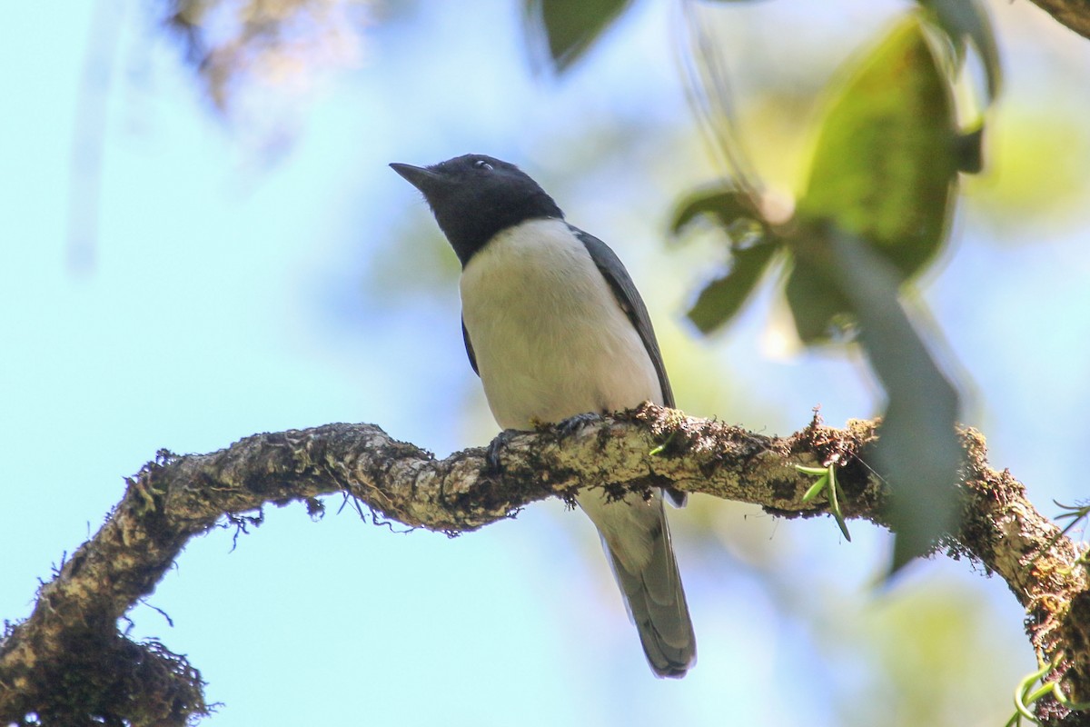 Comoro Cuckooshrike - ML172602541