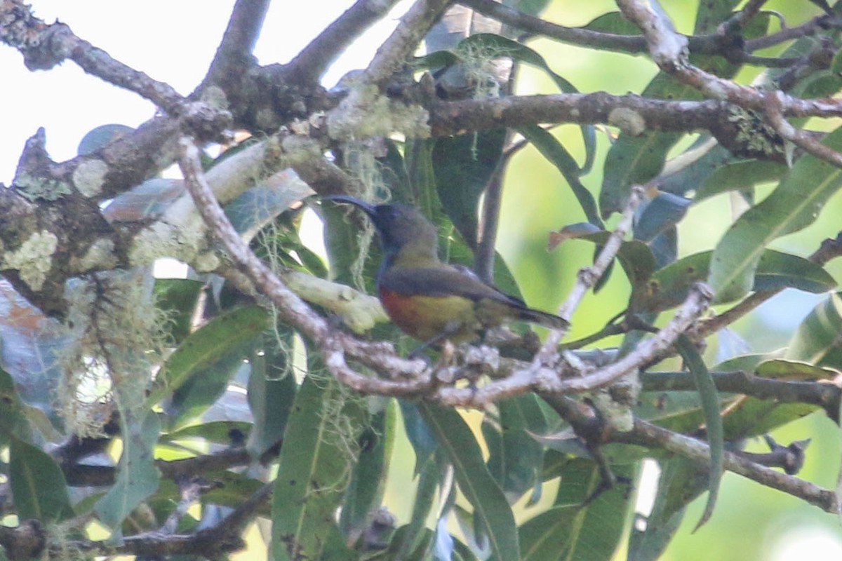 Humblot's Sunbird - ML172603131