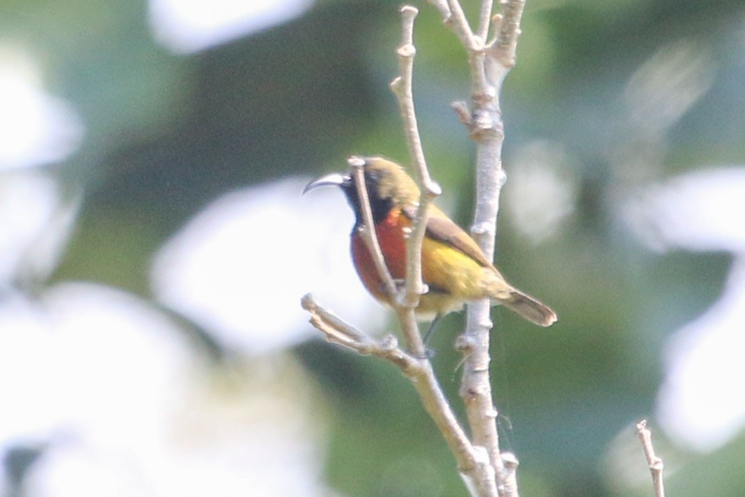 Humblot's Sunbird - ML172603141