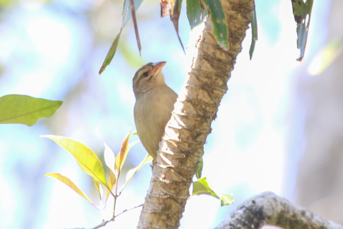 Red-headed Fody - ML172603221