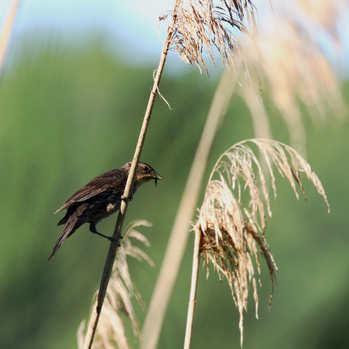 vlhovec červenokřídlý - ML172607151