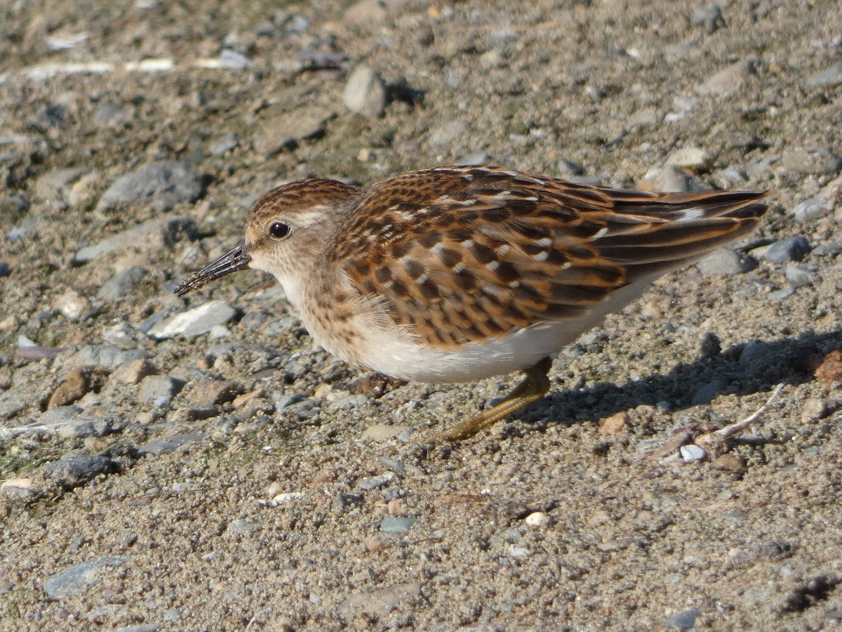 Least Sandpiper - ML172607261