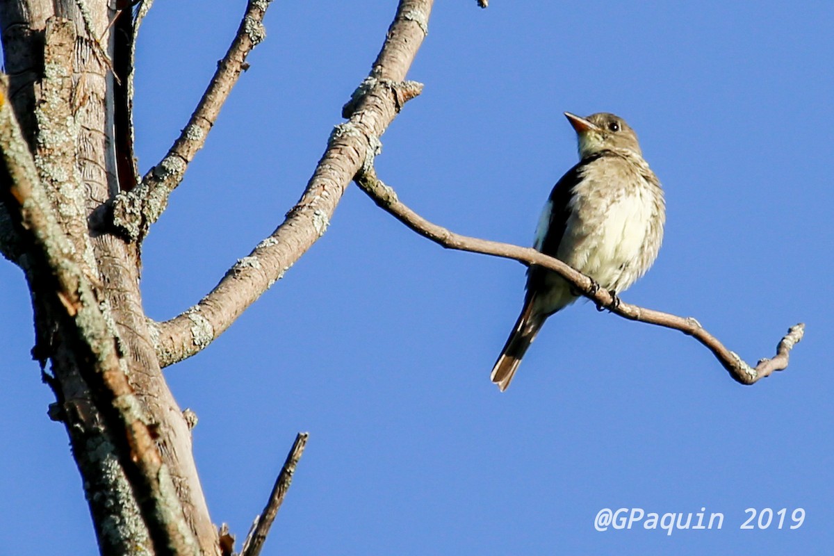 Olive-sided Flycatcher - ML172608281