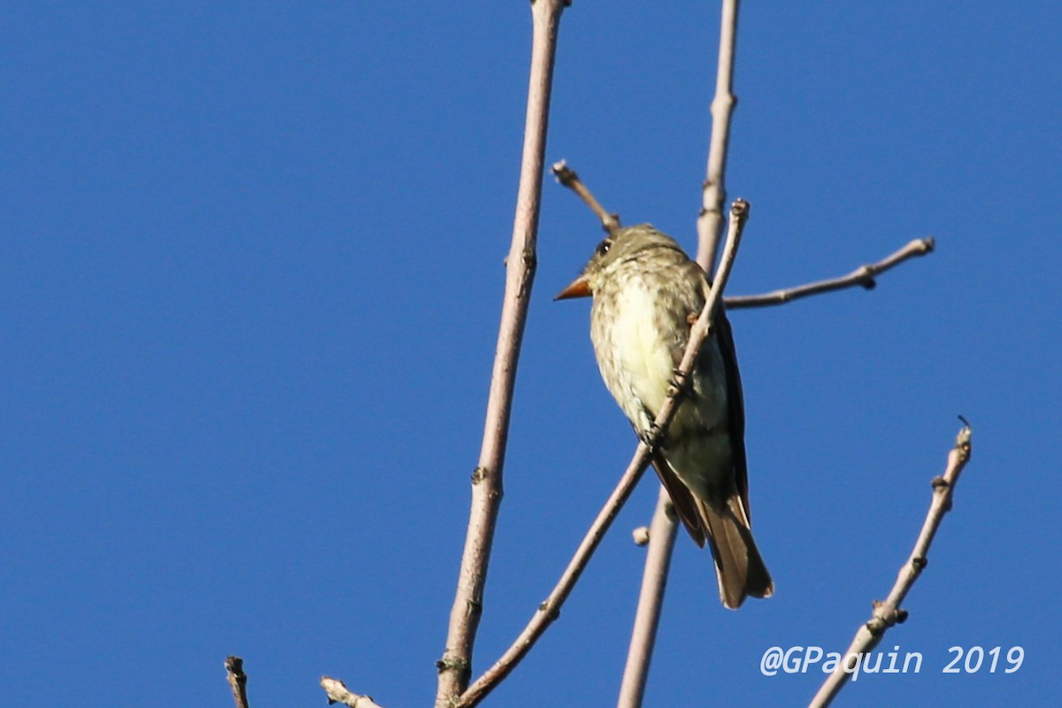 Olive-sided Flycatcher - ML172608291