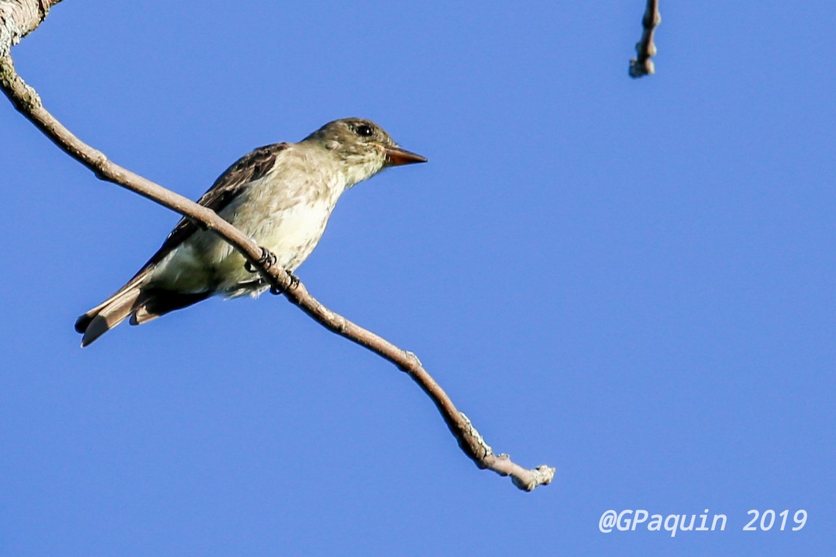 Olive-sided Flycatcher - ML172608301