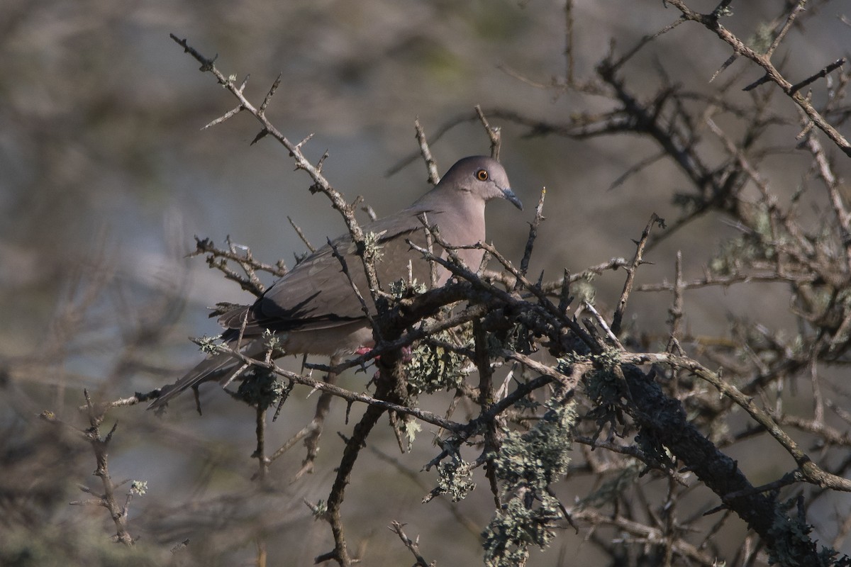 White-tipped Dove - ML172608831