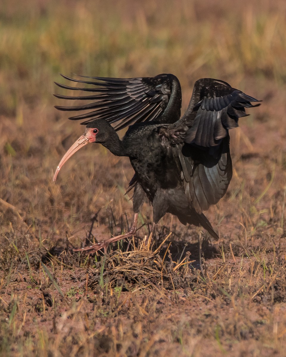 ibis tmavý - ML172608901