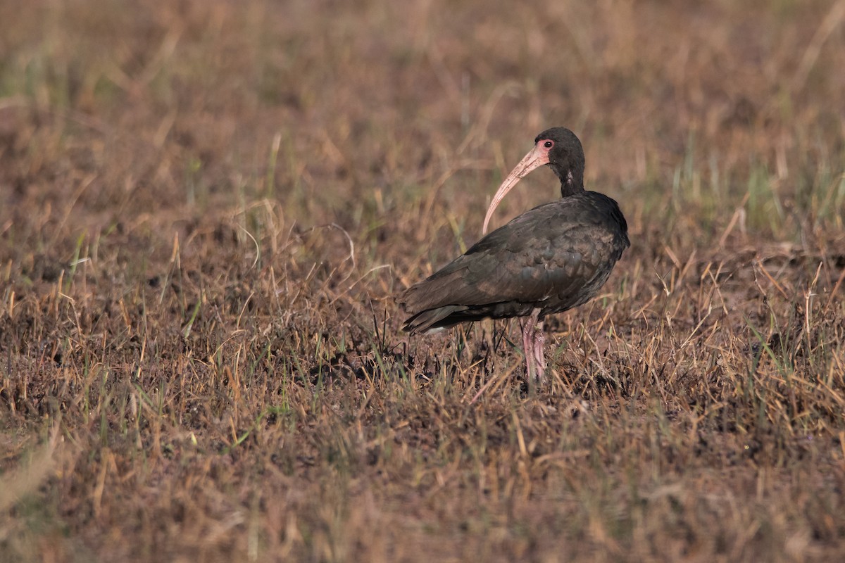 ibis tmavý - ML172608911