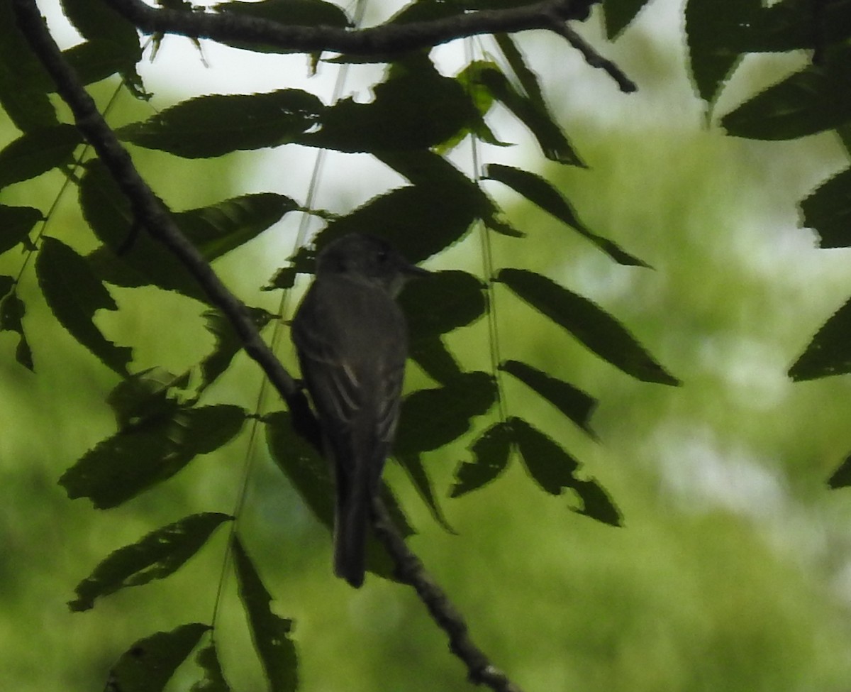 Eastern Wood-Pewee - ML172608921