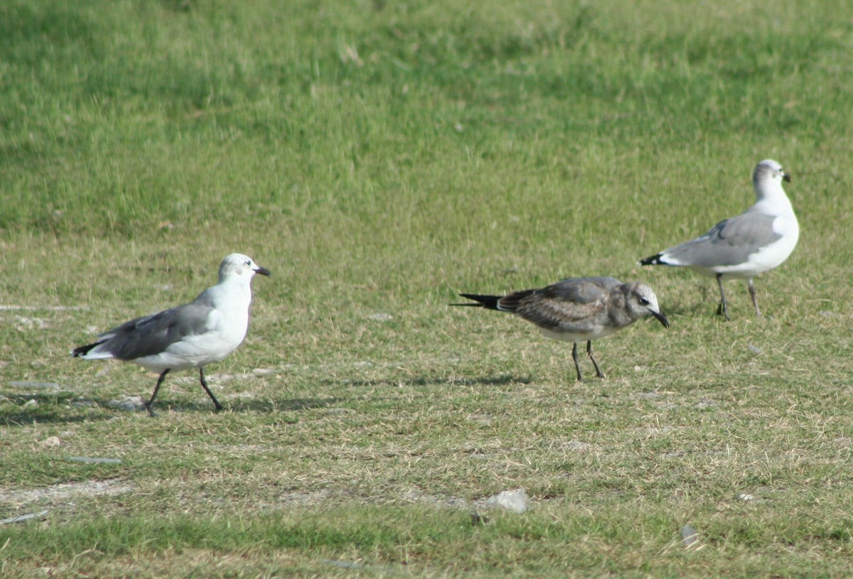 Laughing Gull - ML172609191