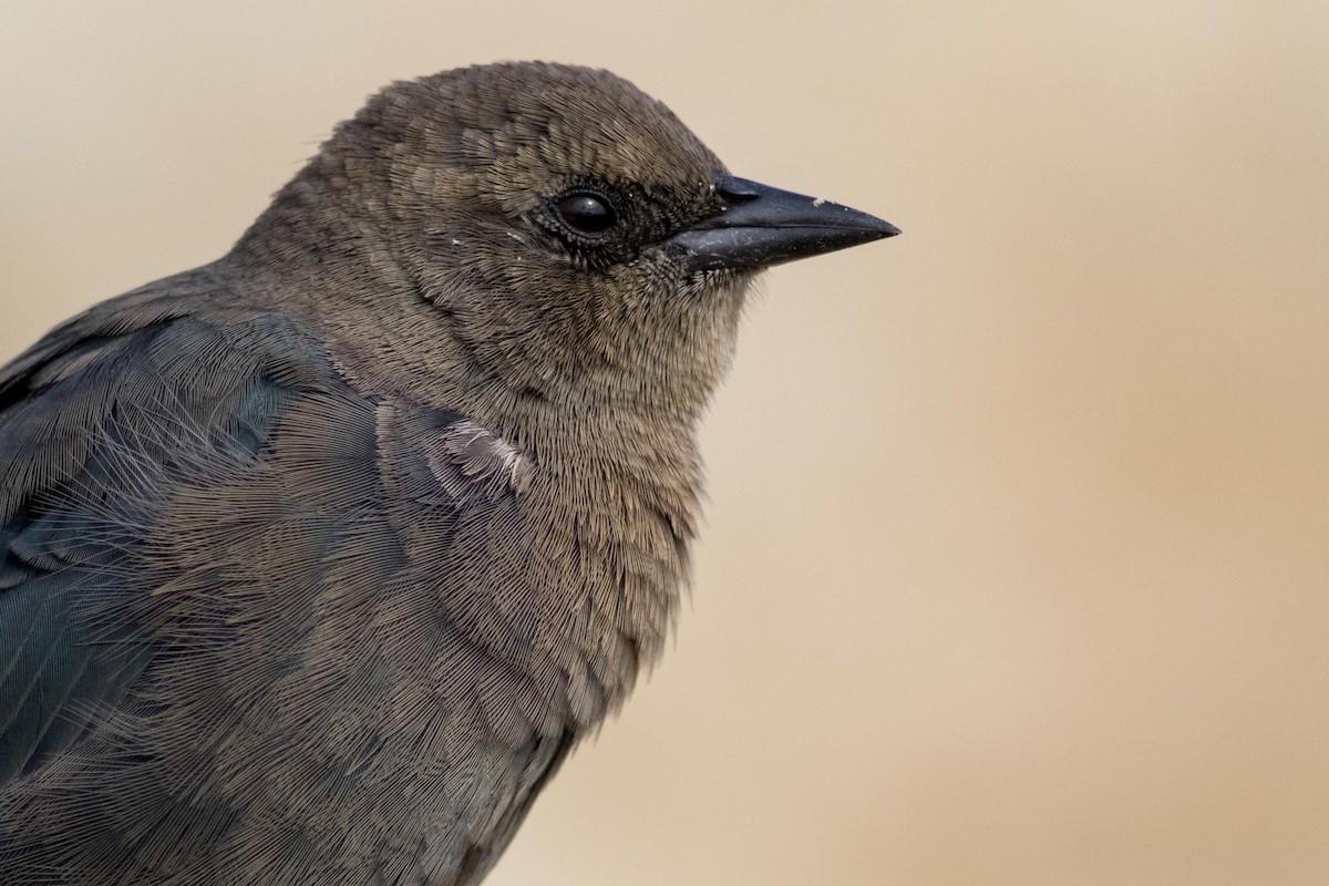 Brewer's Blackbird - ML172610581