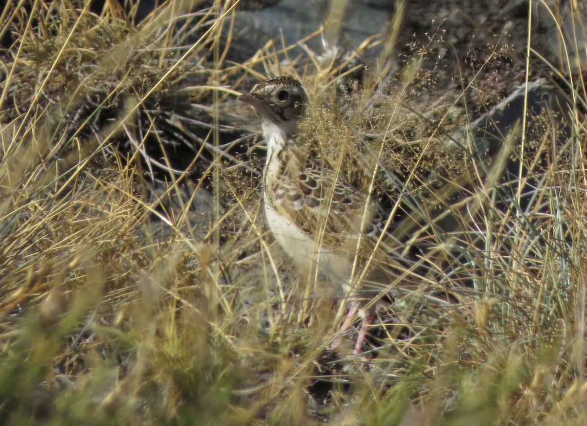Hegatxabal arrunta - ML172611771