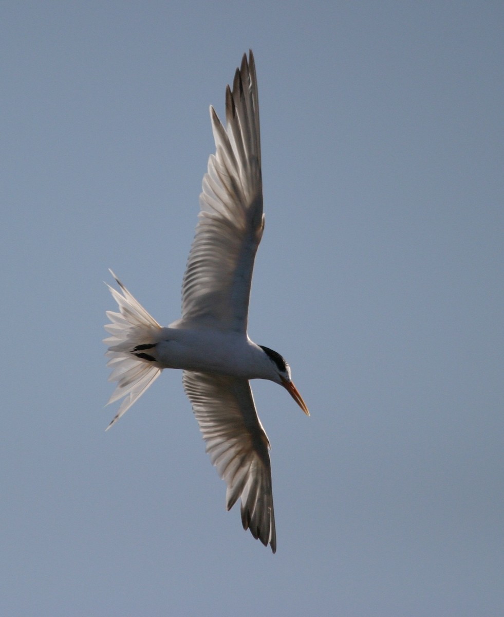 Elegant Tern - ML172611901