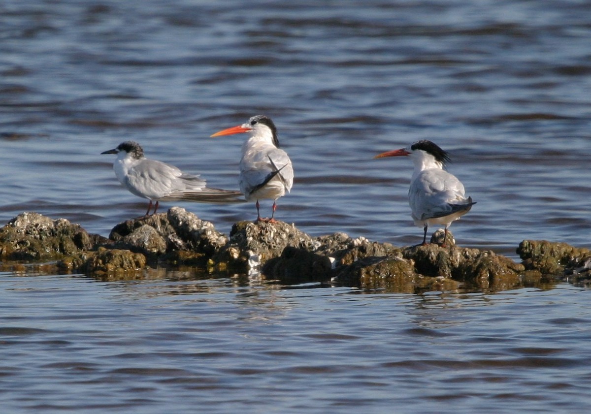 Elegant Tern - ML172611911