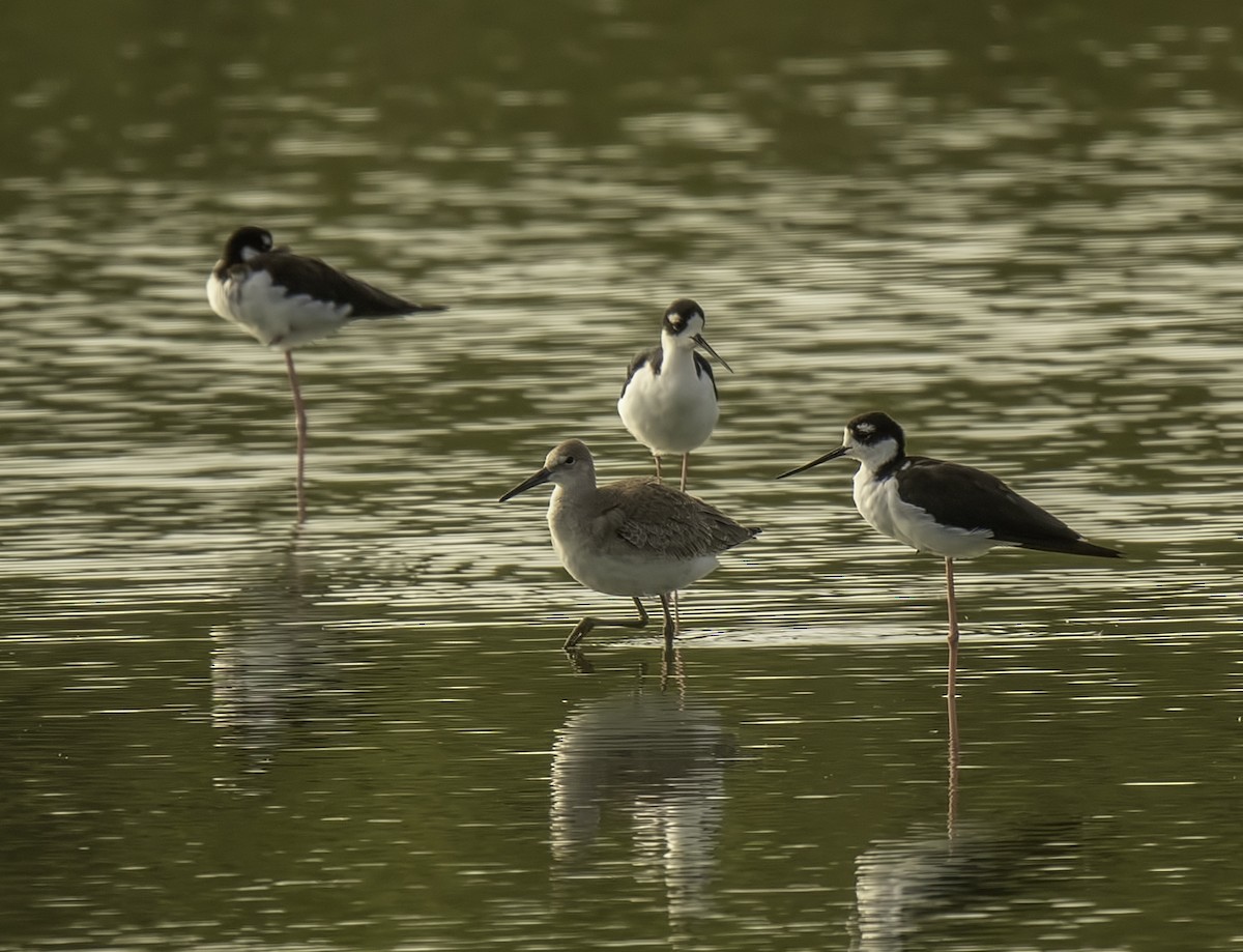 Willet - ML172612001