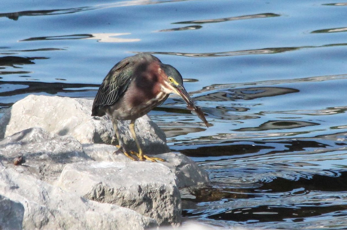 Green Heron - ML172613181