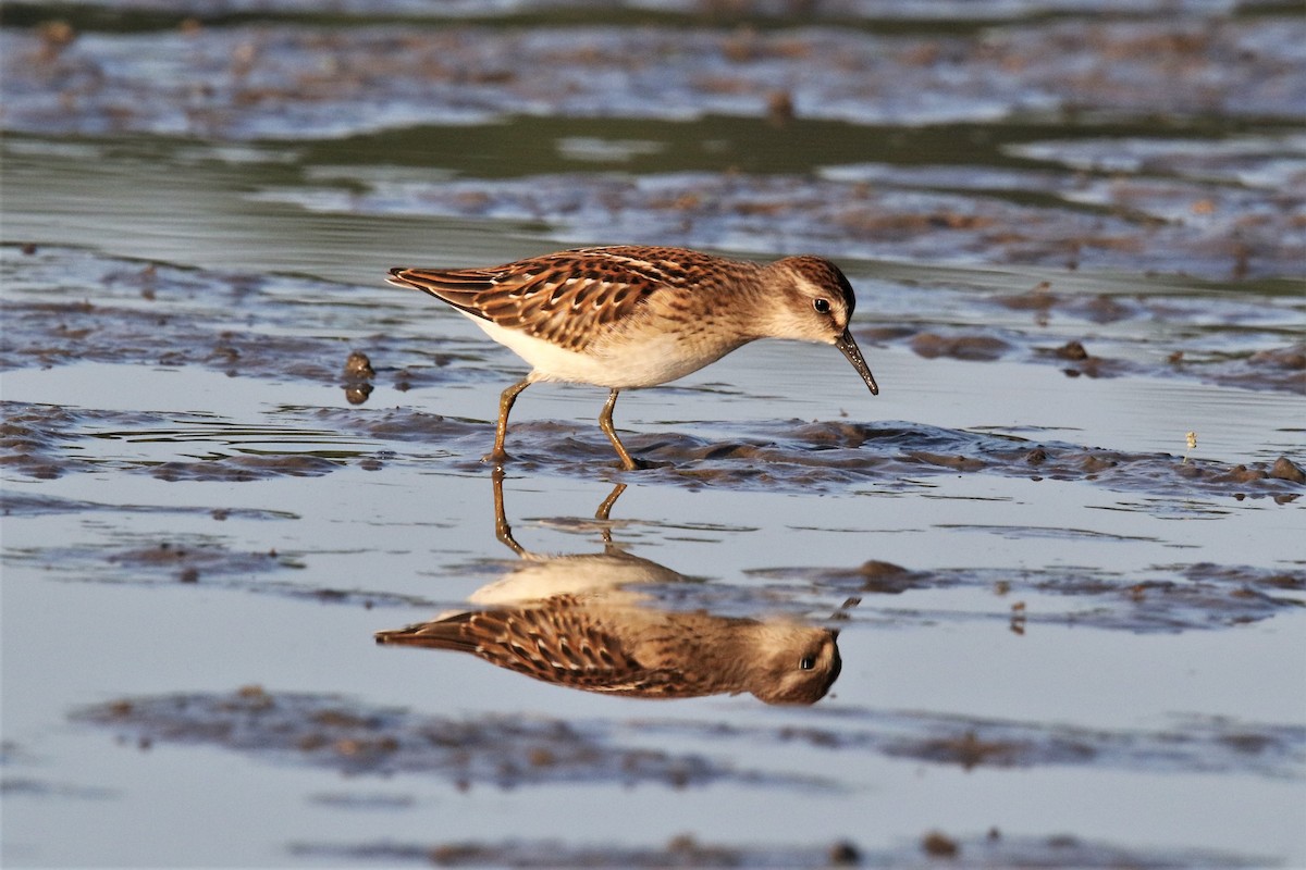 Least Sandpiper - John Skene