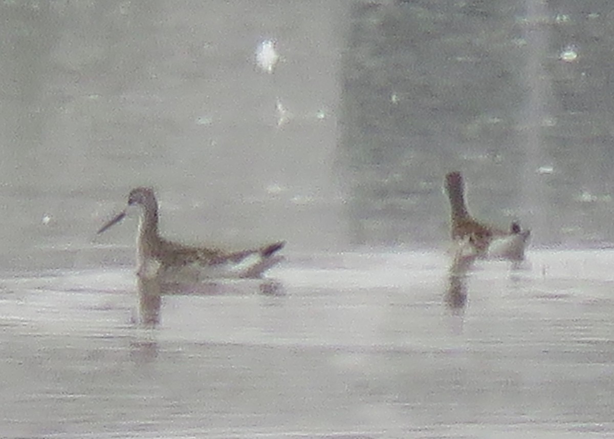 Phalarope de Wilson - ML172613361