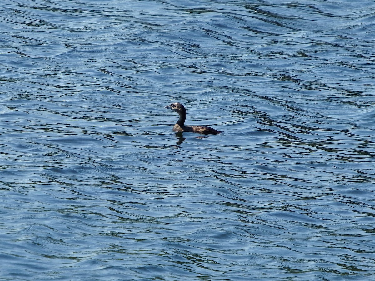 Pied-billed Grebe - ML172616031