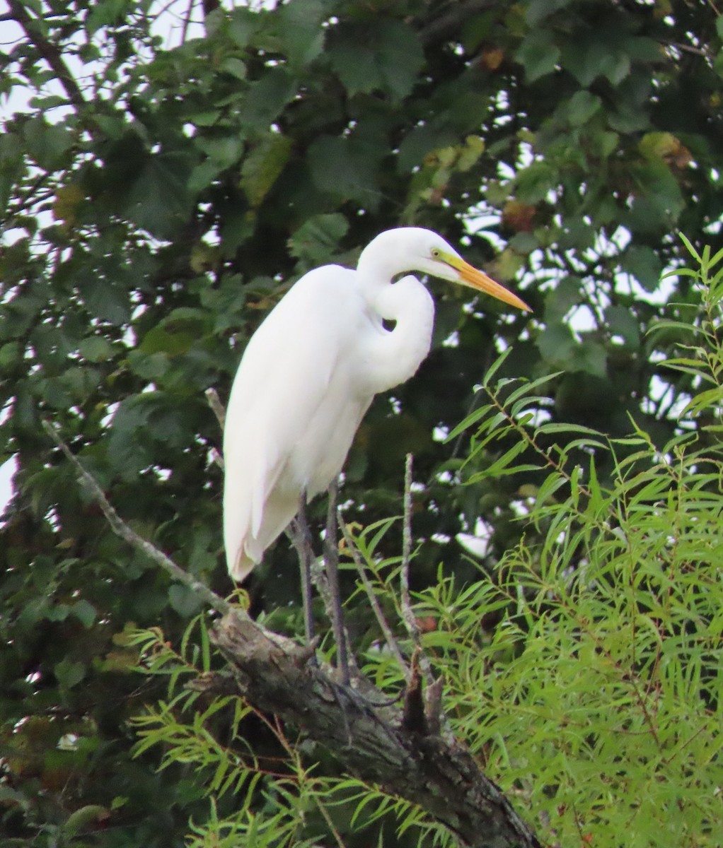 Great Egret - Beth Daugherty