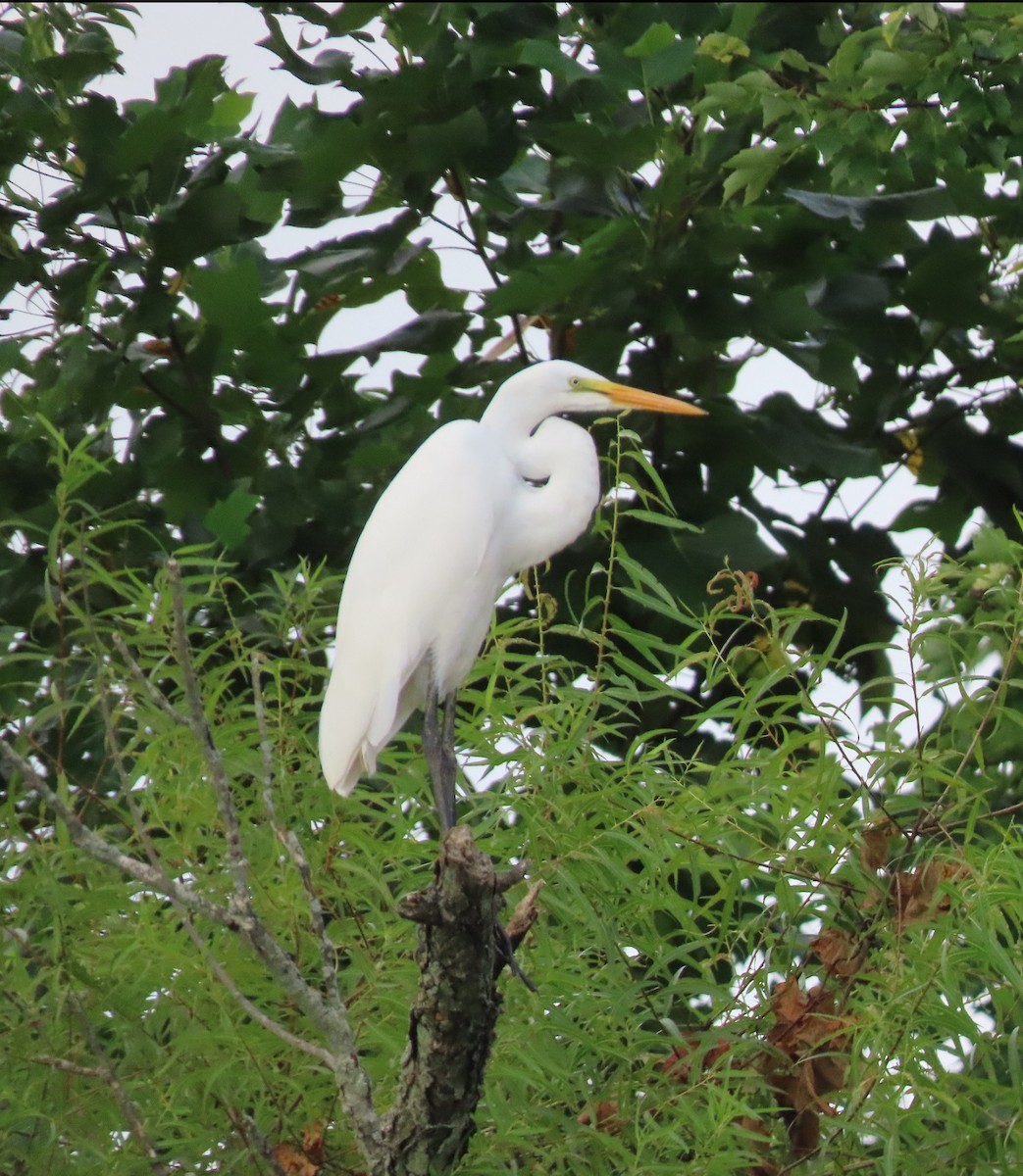 Great Egret - ML172618591