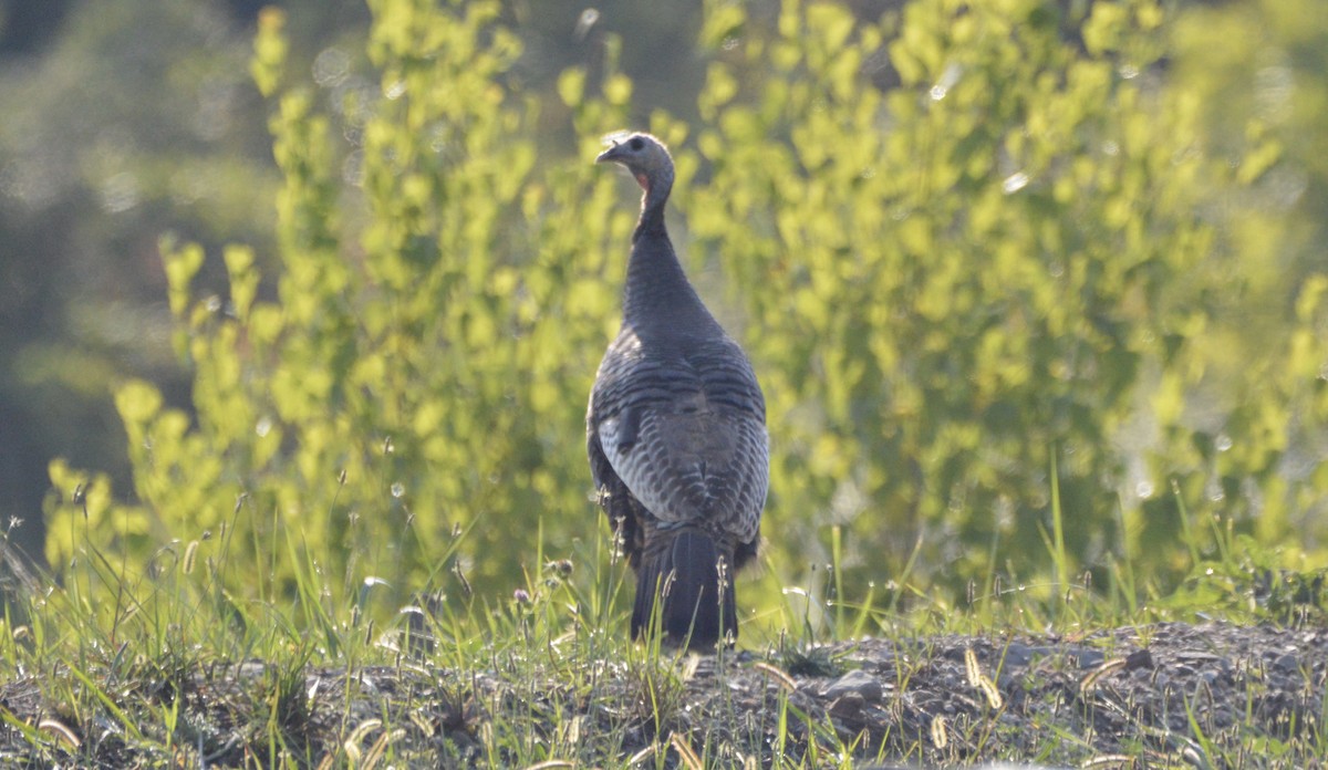 シチメンチョウ - ML172618961