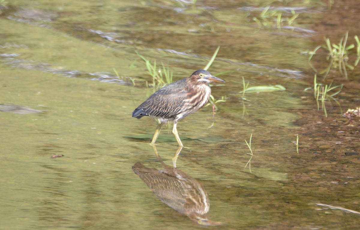 Airone verde - ML172619191