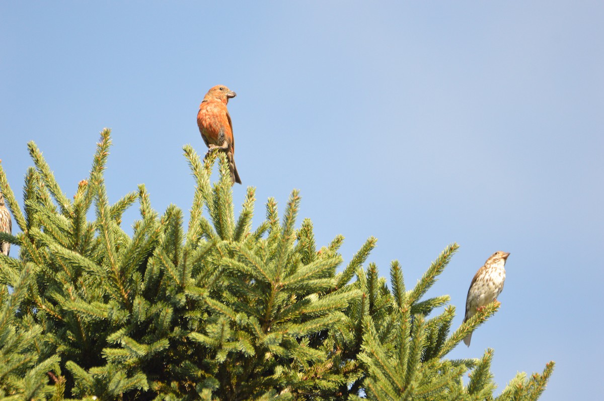 イスカ - ML172619651