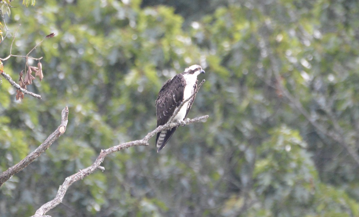 Falco pescatore - ML172620001