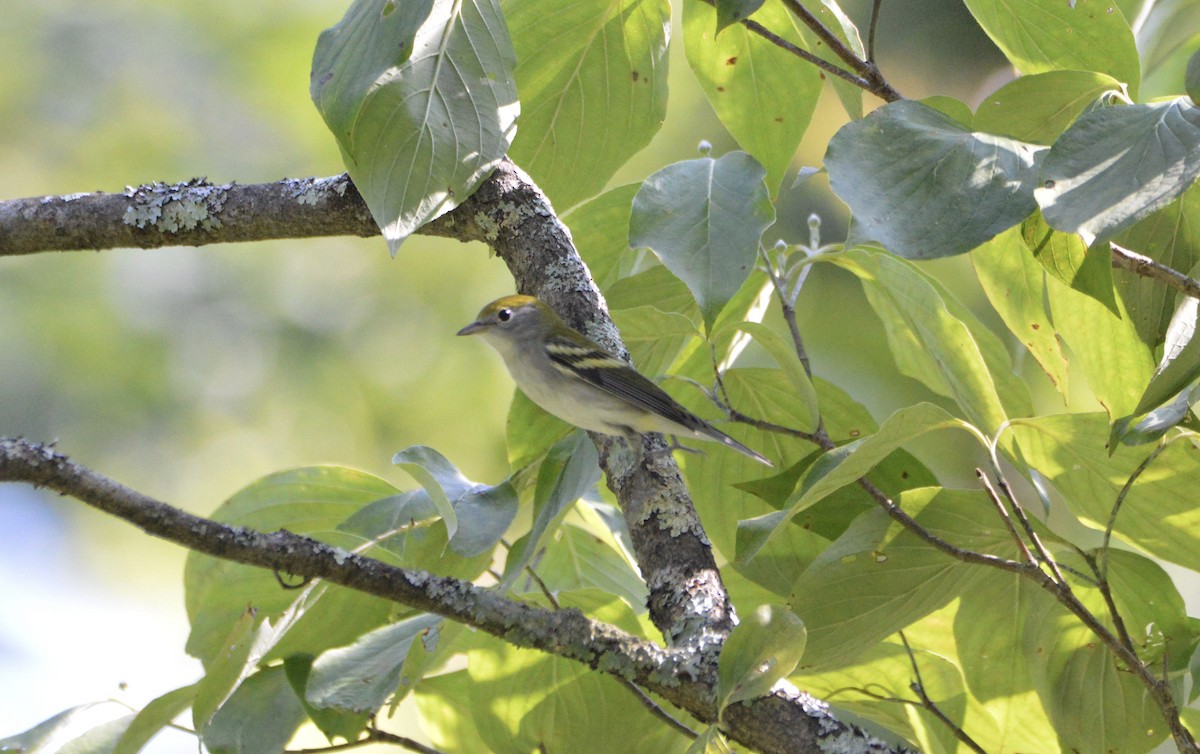 ワキチャアメリカムシクイ - ML172620481