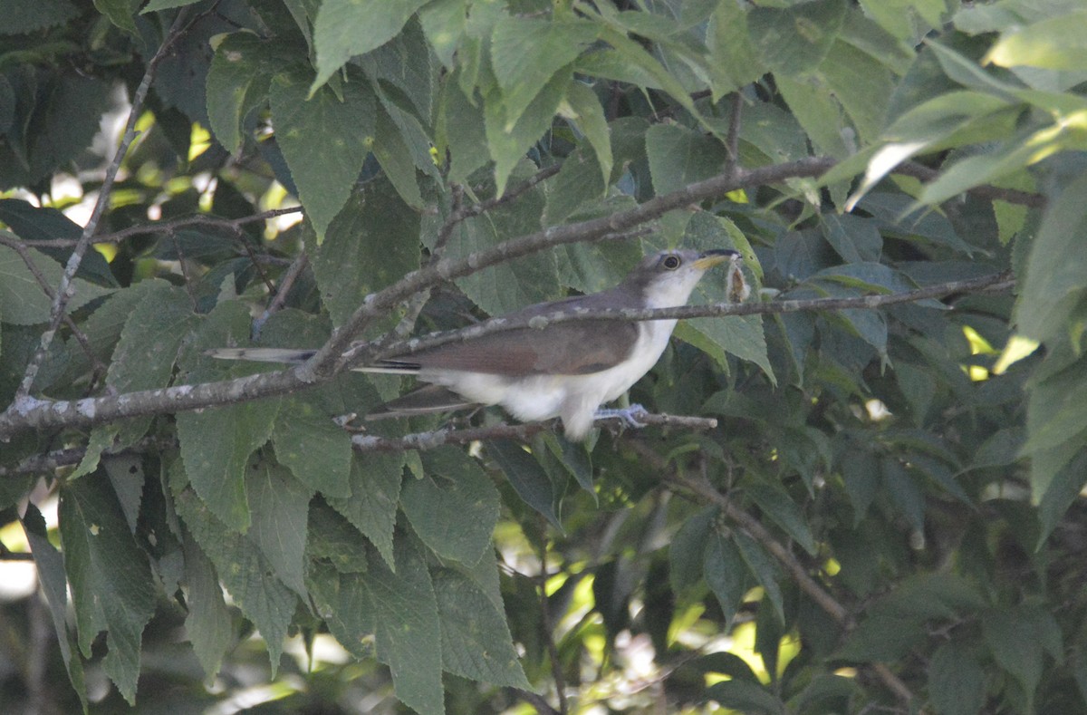 キバシカッコウ - ML172621361