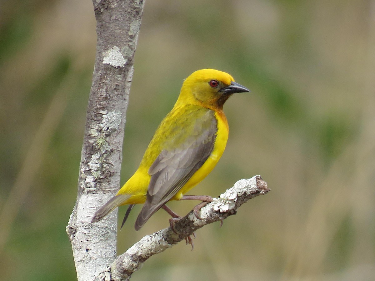 Olive-headed Weaver - Alan Bedford-Shaw