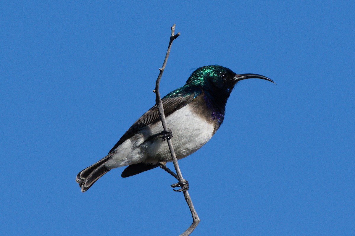 White-breasted Sunbird - Richard Gray