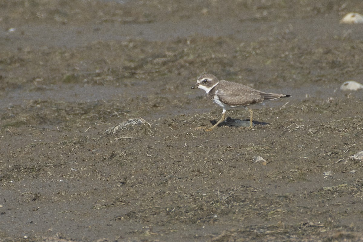 Semipalmated Plover - ML172623681