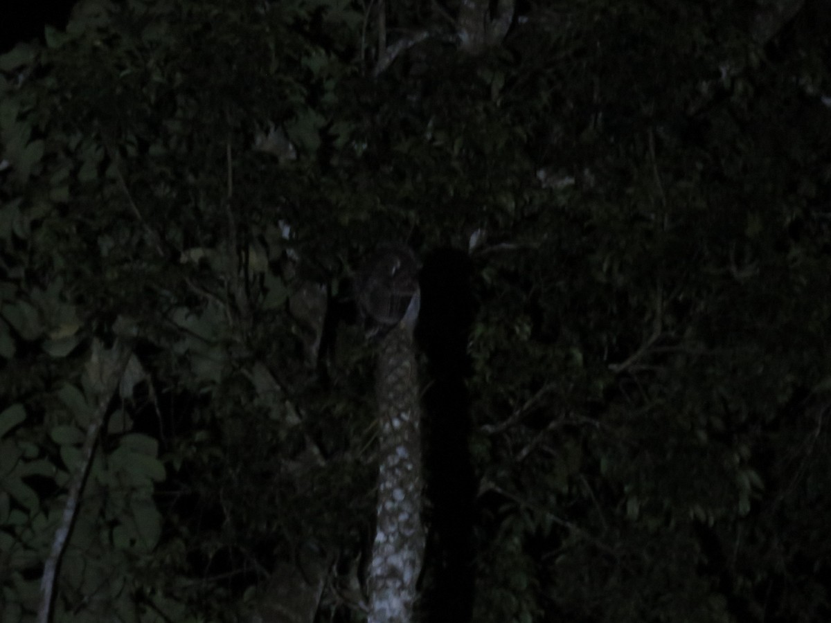 Barred Eagle-Owl - ML172624531