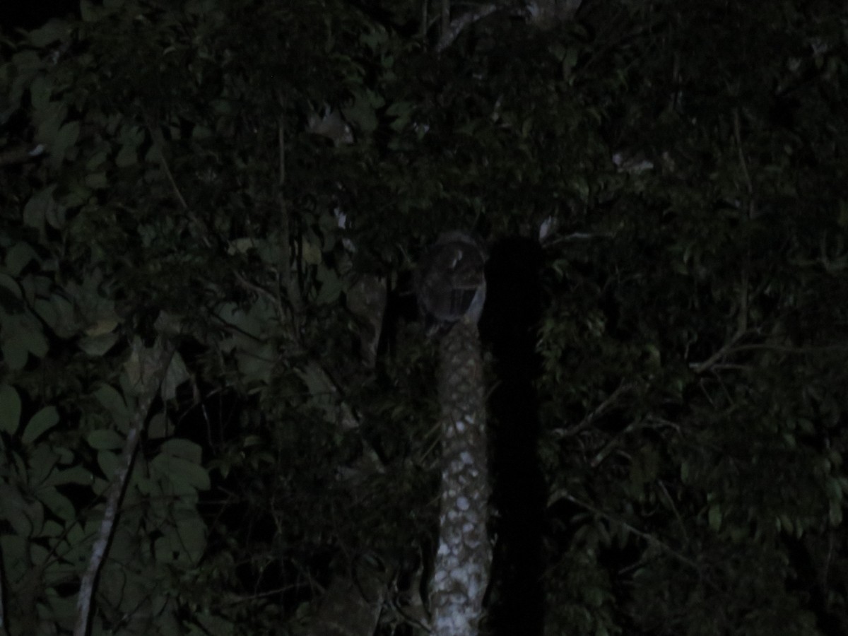 Barred Eagle-Owl - ML172624551