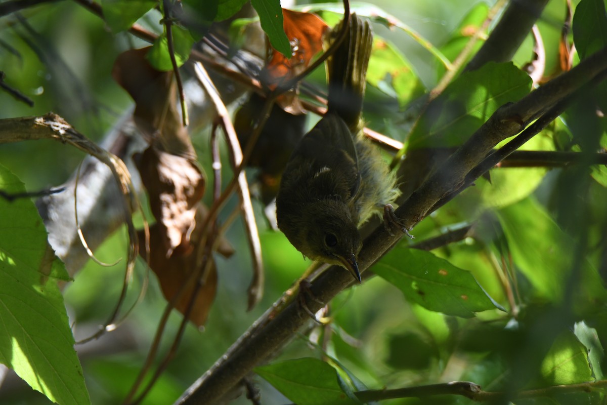 Chochín/Cucarachero sp. - ML172624601