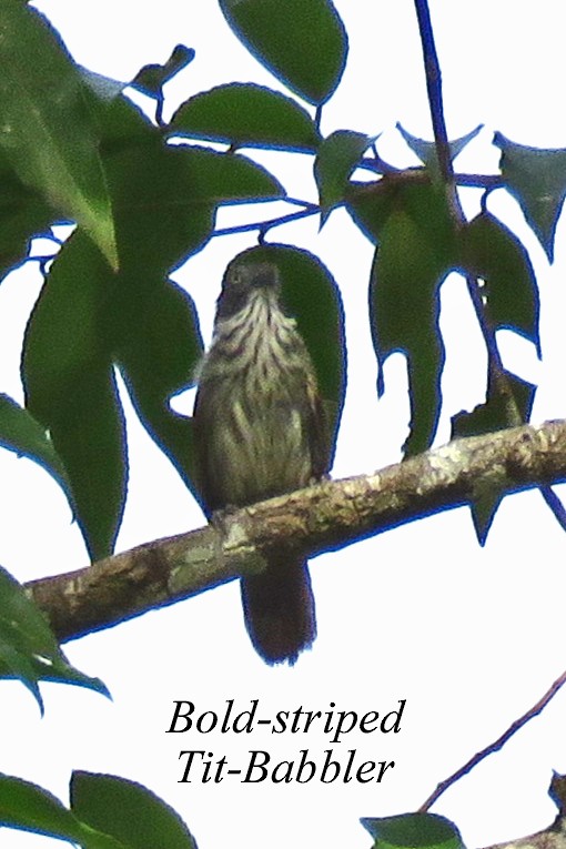 Bold-striped Tit-Babbler - ML172626681