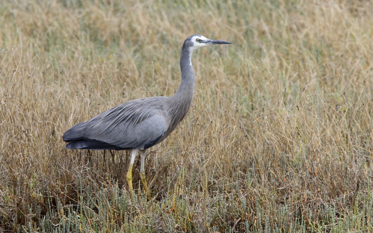 White-faced Heron - ML172628041