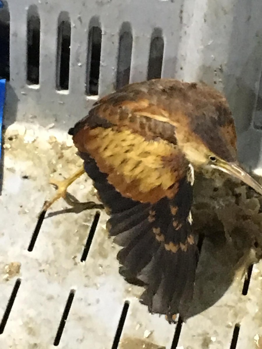 Least Bittern - Nova Scotia Bird Records