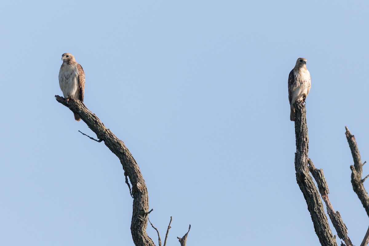 Red-tailed Hawk - Brad Imhoff