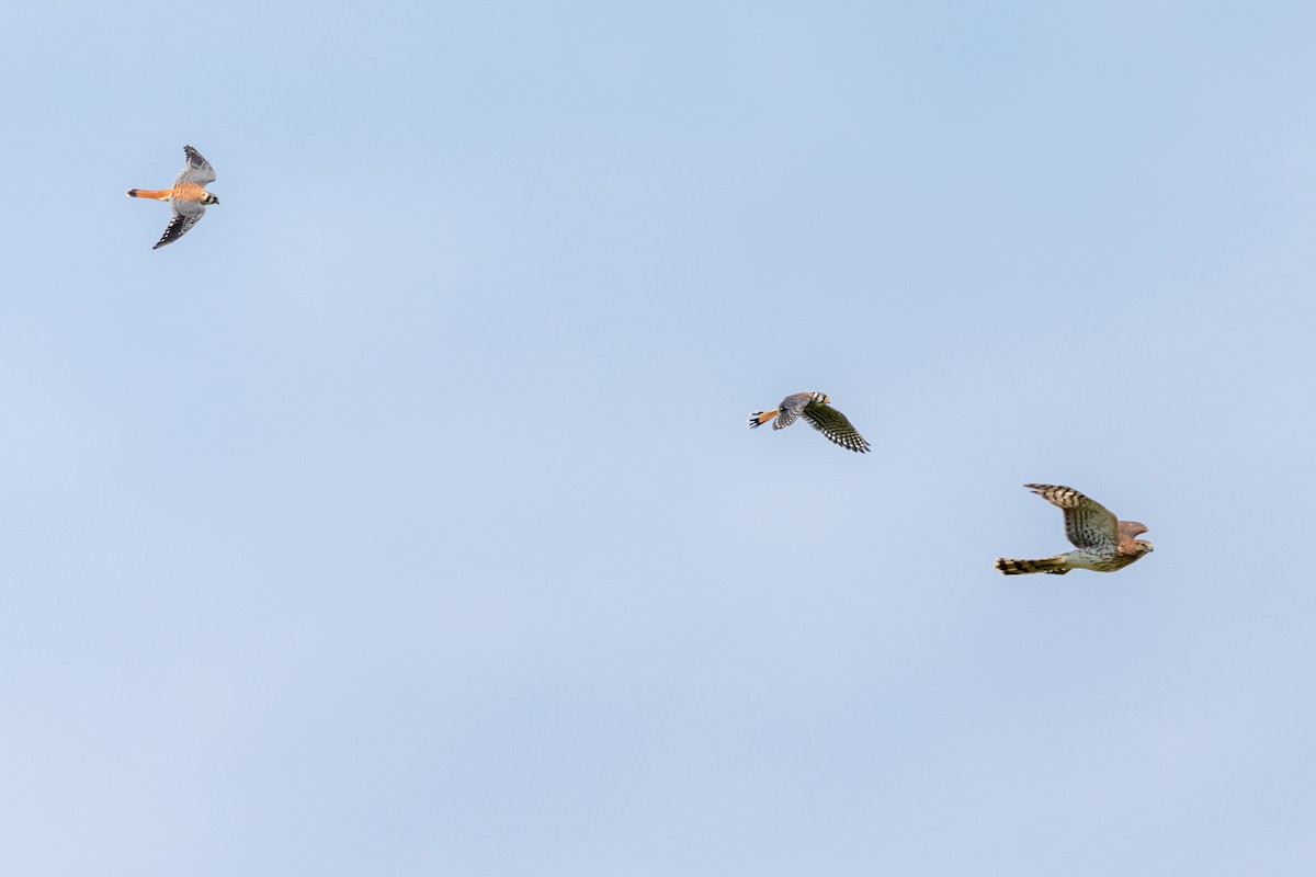 American Kestrel - ML172629711