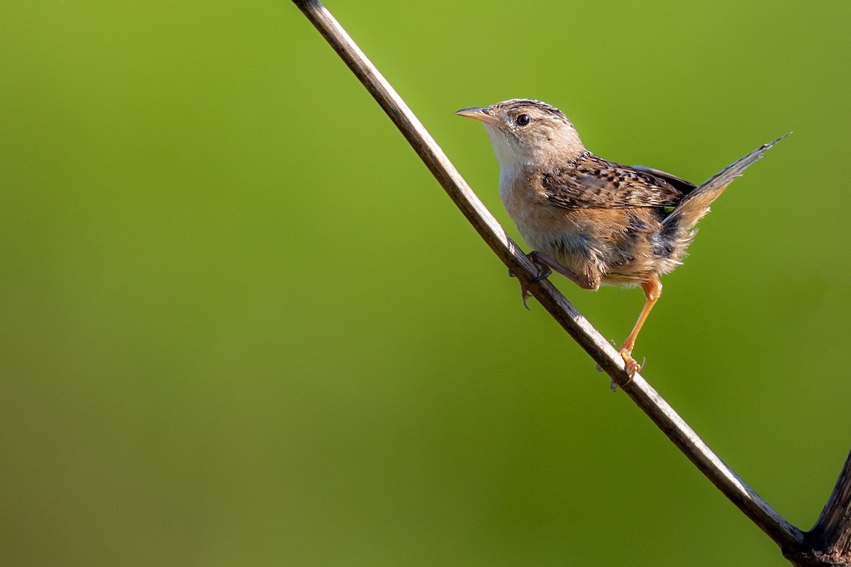 Sedge Wren - ML172629911