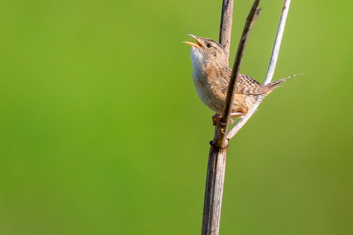 Sedge Wren - ML172629961