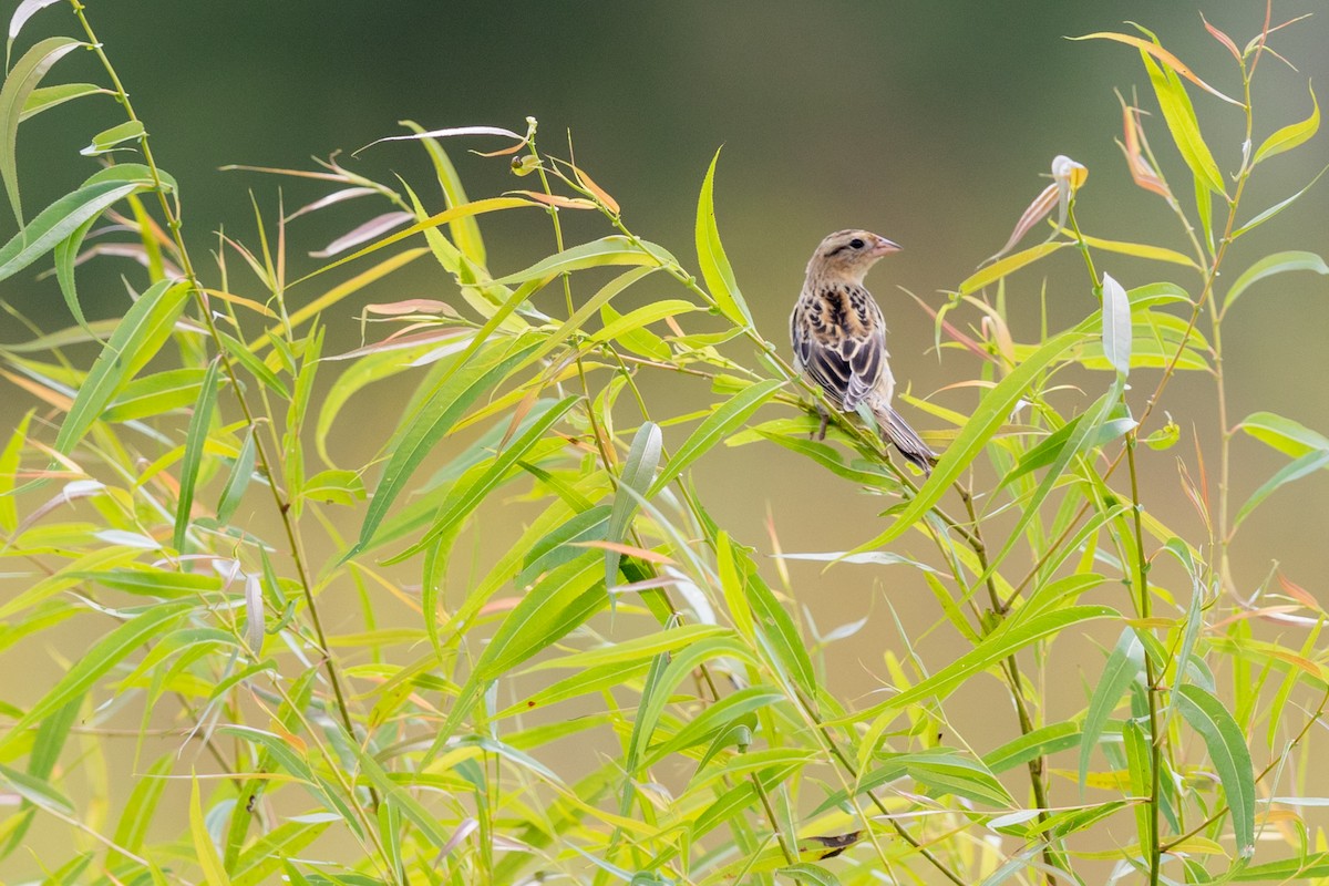 Bobolink - Brad Imhoff