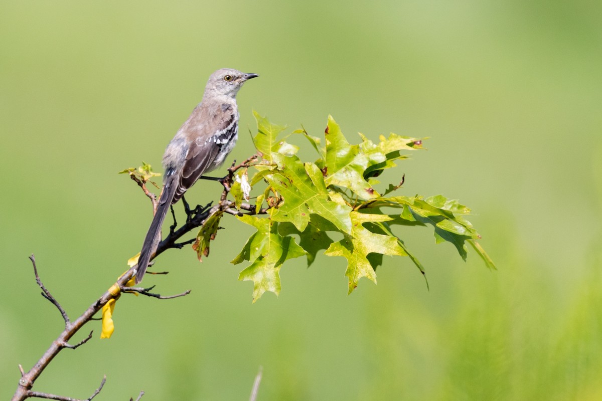 Northern Mockingbird - ML172630381