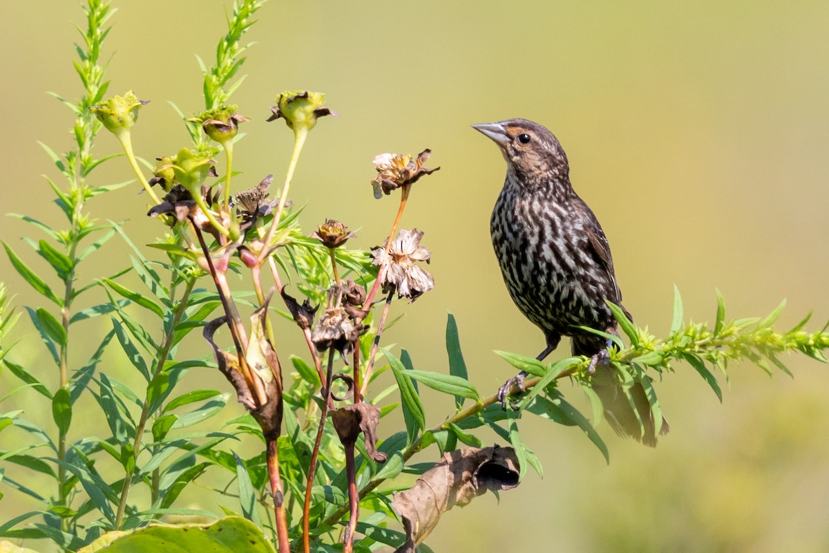 Red-winged Blackbird - ML172630411