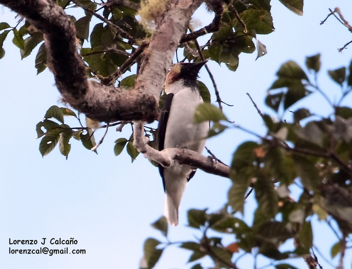 Bearded Bellbird - ML172630821