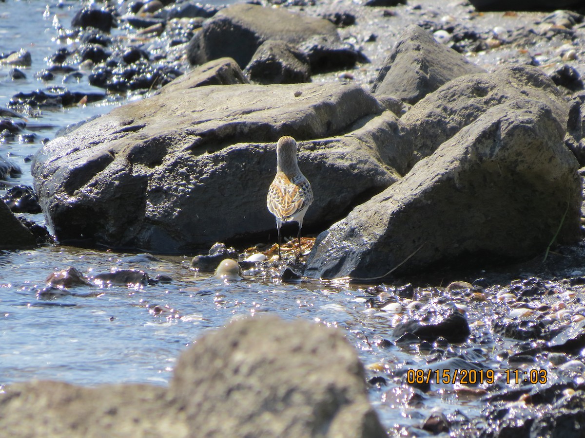 Western Sandpiper - ML172631981